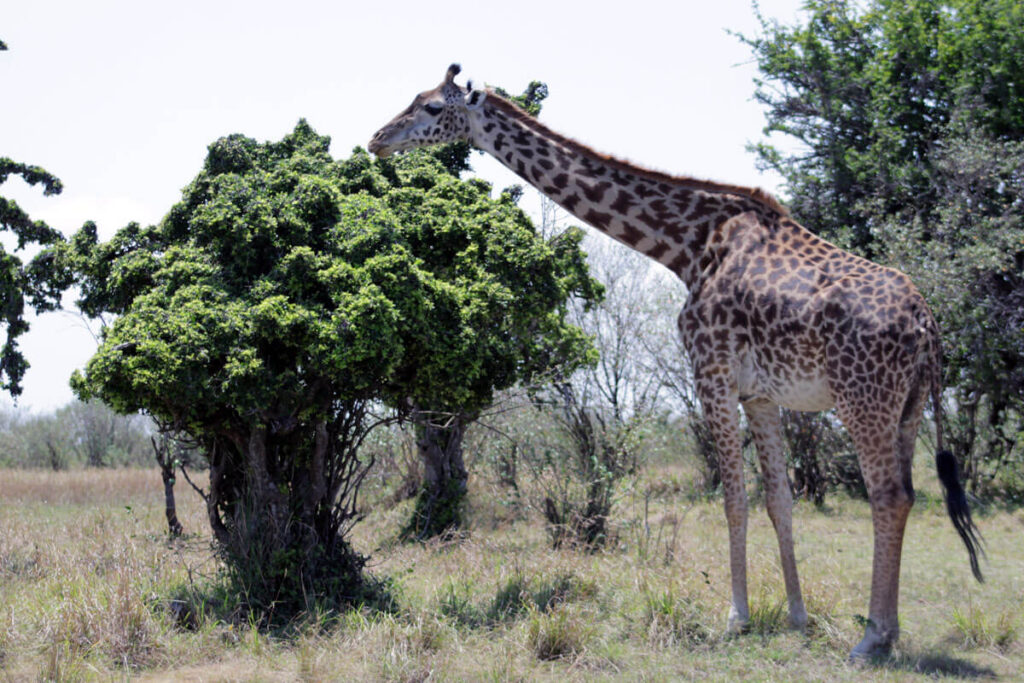 Giraffe in lake manyara