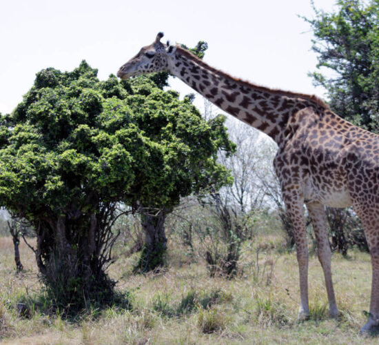 Ngorongoro Crater Safari