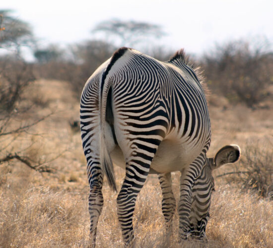 Samburu Zebra