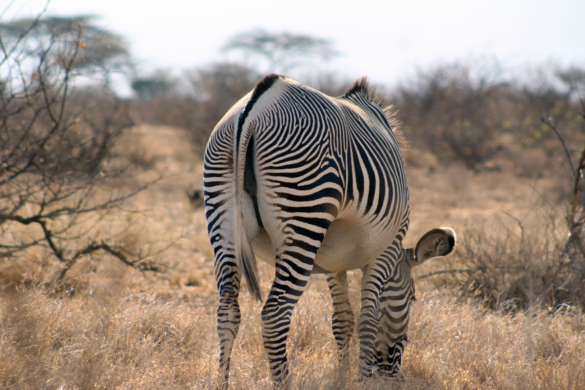 Samburu Zebra