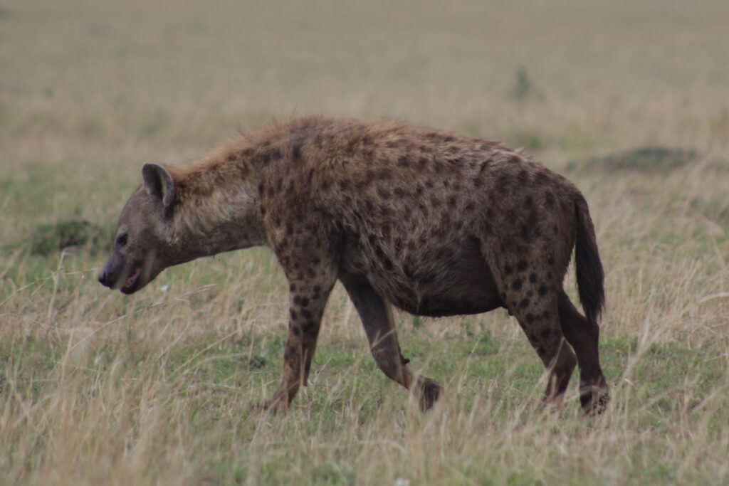 Top 5 Predators to Watch During the Migration