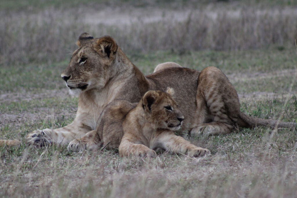 Where is the Masai Mara National Reserve Located?