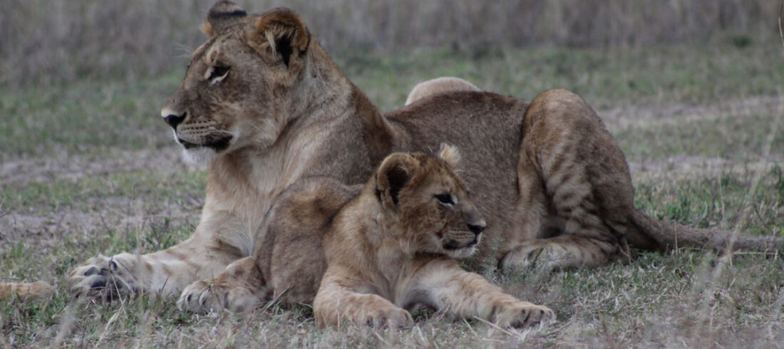 7 Days Serengeti Safari