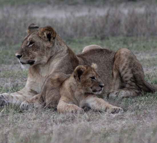 7 Days Serengeti Safari