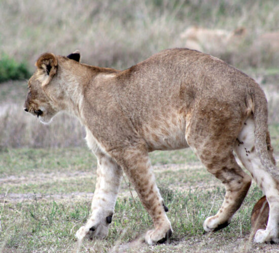 3 Days Ngorongoro Wildlife Safari