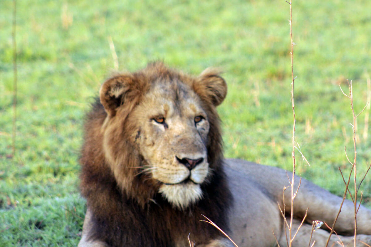 Lion in Kidepo