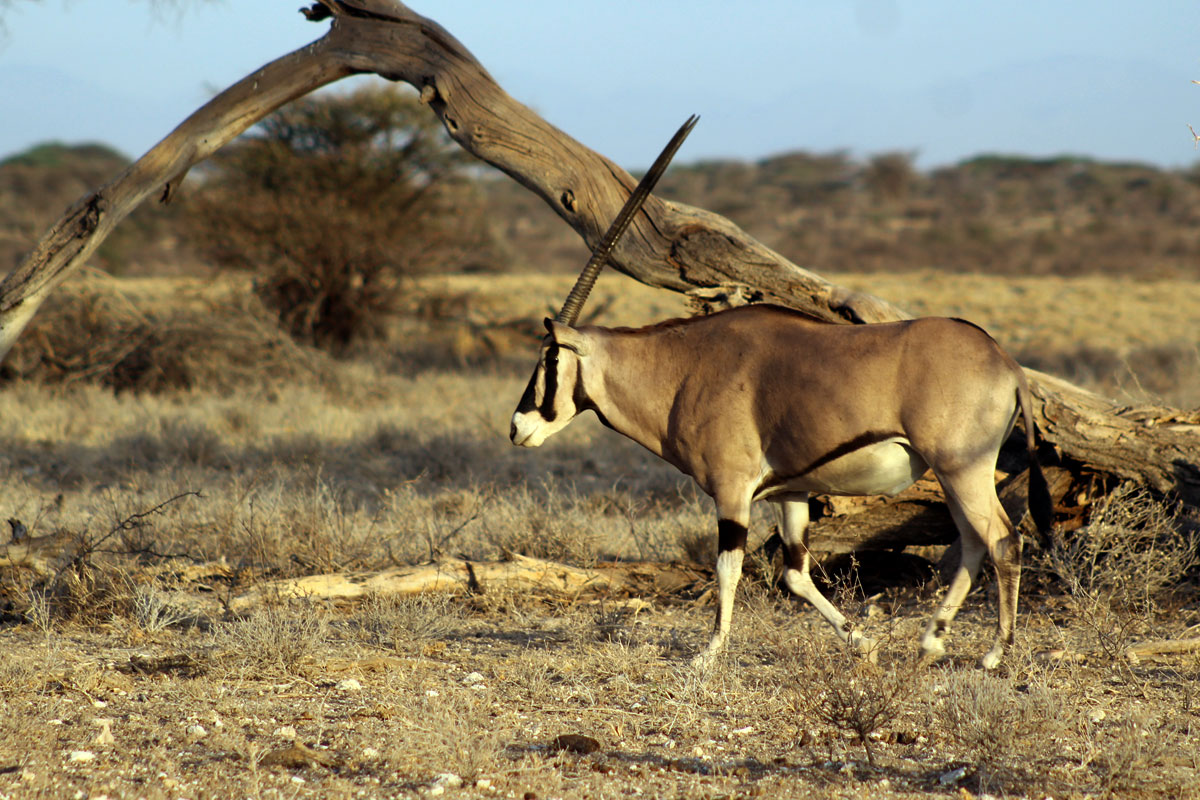 Oryx in samburu