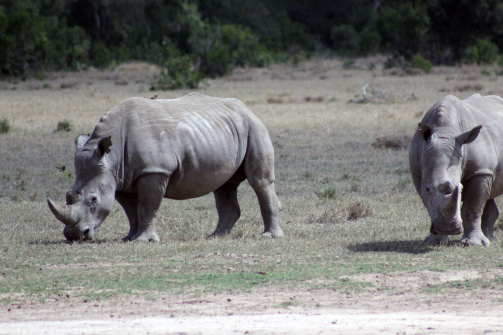 Why August Rhino Permits are Moving Faster Than Ever