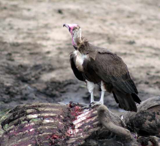 7 Days Tanzania Safari