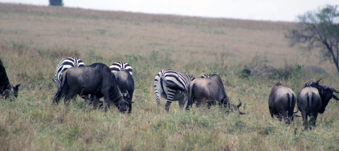 serengeti wildebeest