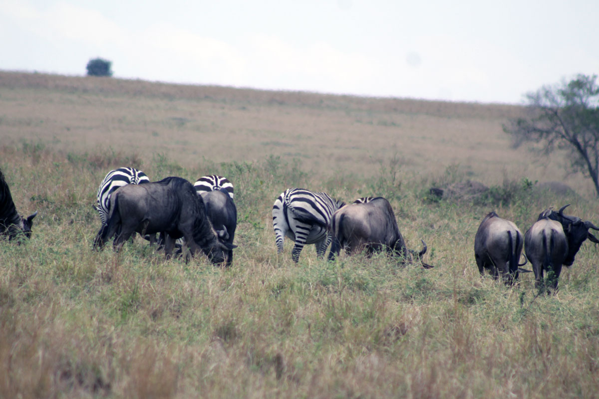 Serengeti National Park - Tanzania | Primate World Safaris