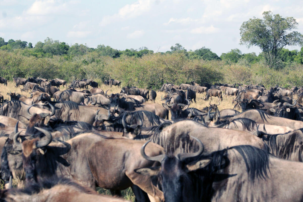 What is the Great Migration and When Can I See It?