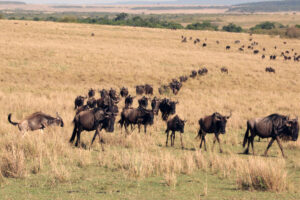 Where is the Masai Mara National Reserve Located?