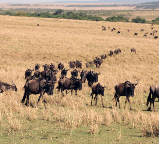 Where is the Masai Mara National Reserve Located?