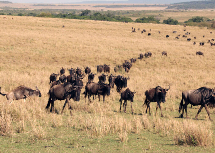 Where is the Masai Mara National Reserve Located?