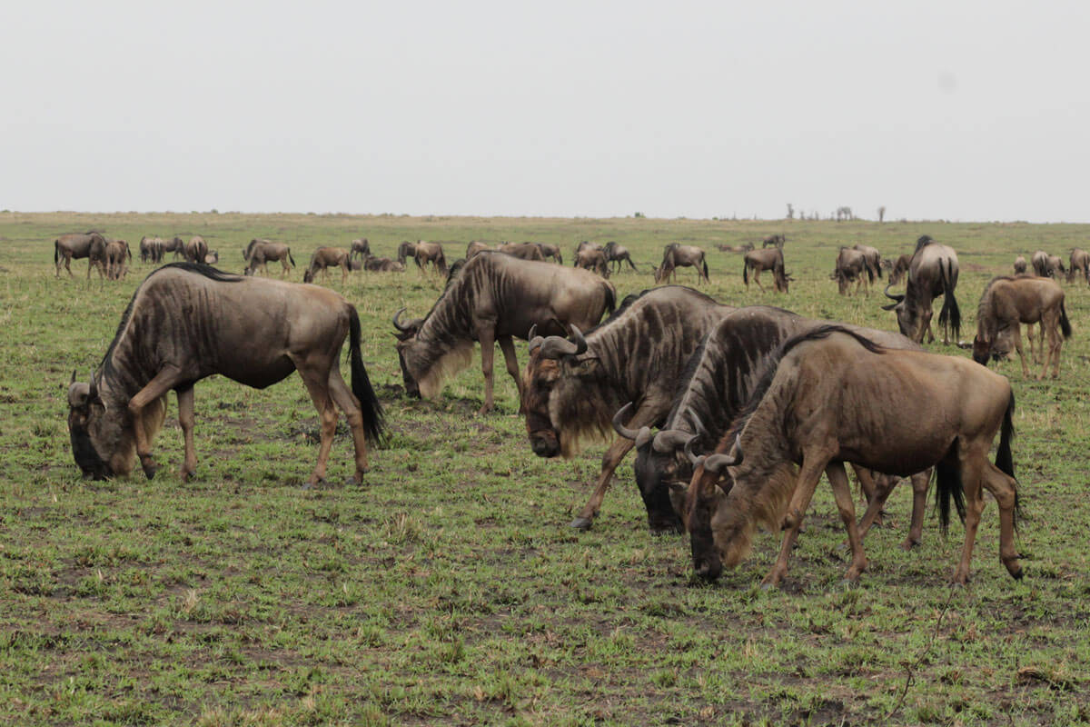 Super herd of wildebeest during migration