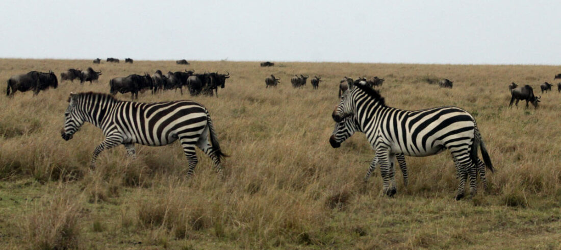 Zebras and wildebeest in Masai Mara