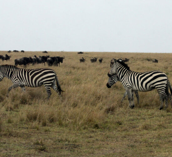 Where is the Masai Mara National Reserve Located?
