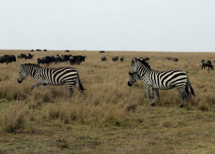 The Great Migration Map