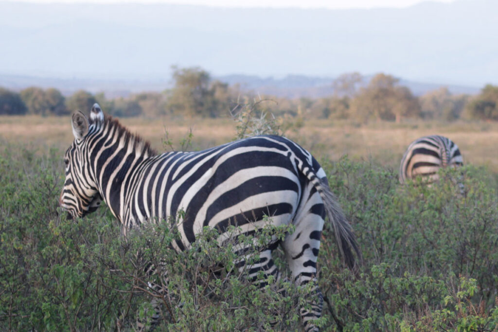 Zebras in Kenya