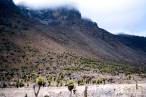 Mount Kenya National Park