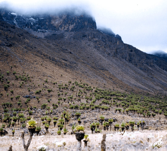 Mount Kenya National Park