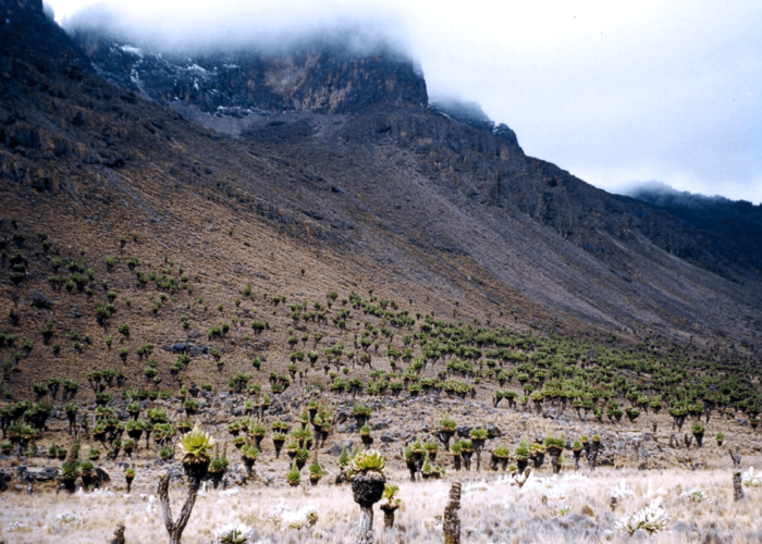 Mount Kenya National Park