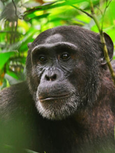 Chimpanzee tracking safari experiences
