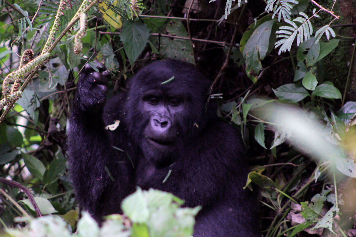 Female gorilla in Bwindi Impenetrable National Park