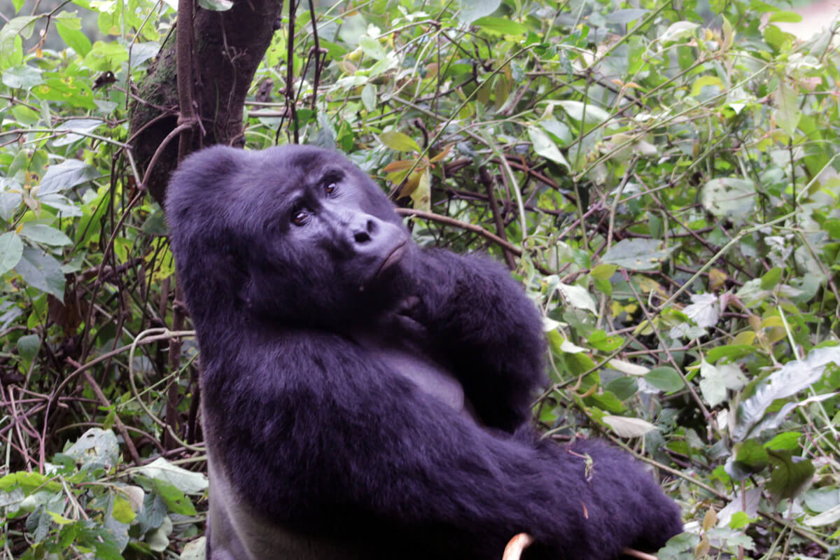 Silverback gorilla in Bwindi Impenetrable National Park