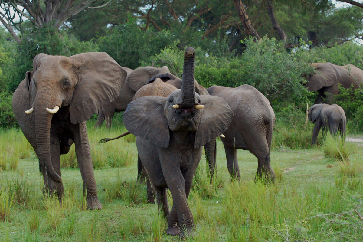 Elephants in Akagera National Park