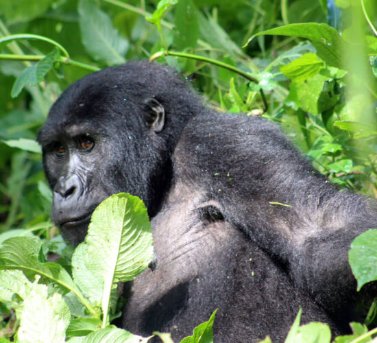 Singita Kwitonda vs. Wilderness Bisate Lodge