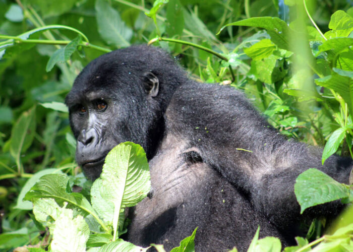 How to Book a Private Gorilla Family Trek