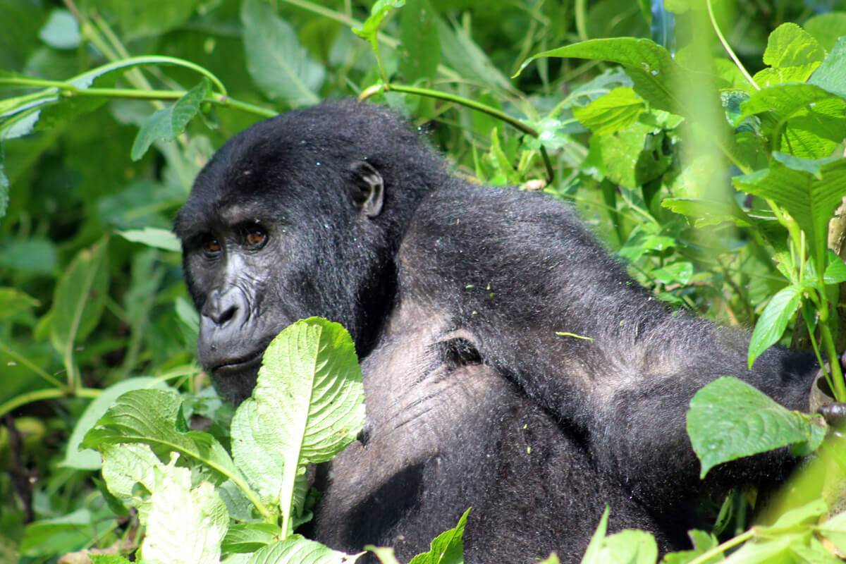 Mountain gorillas in Volcanoes National Park