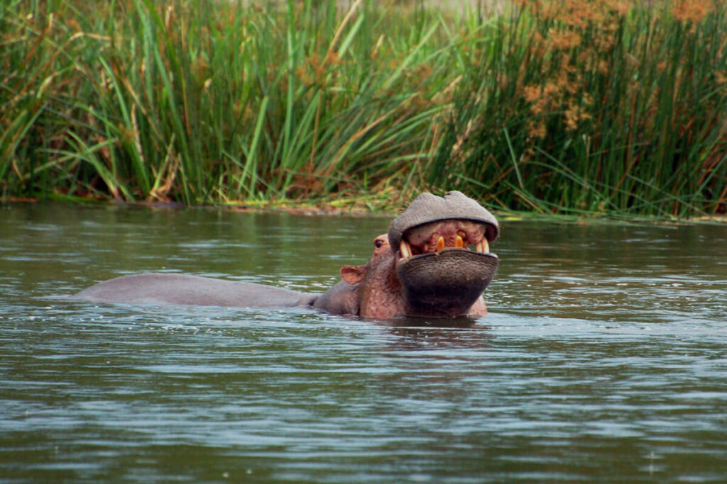Why 2026 is for Shared Adventures in Akagera and Volcanoes