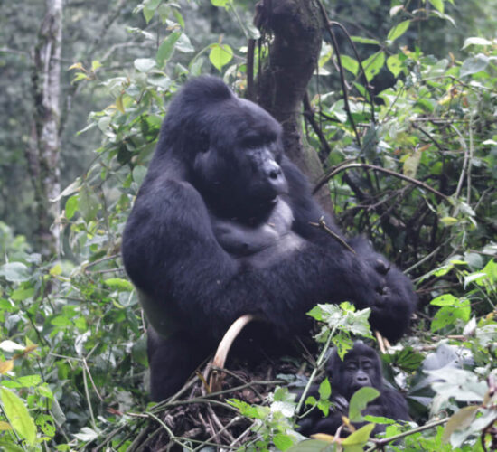 Where to See Mountain Gorillas in the Wild