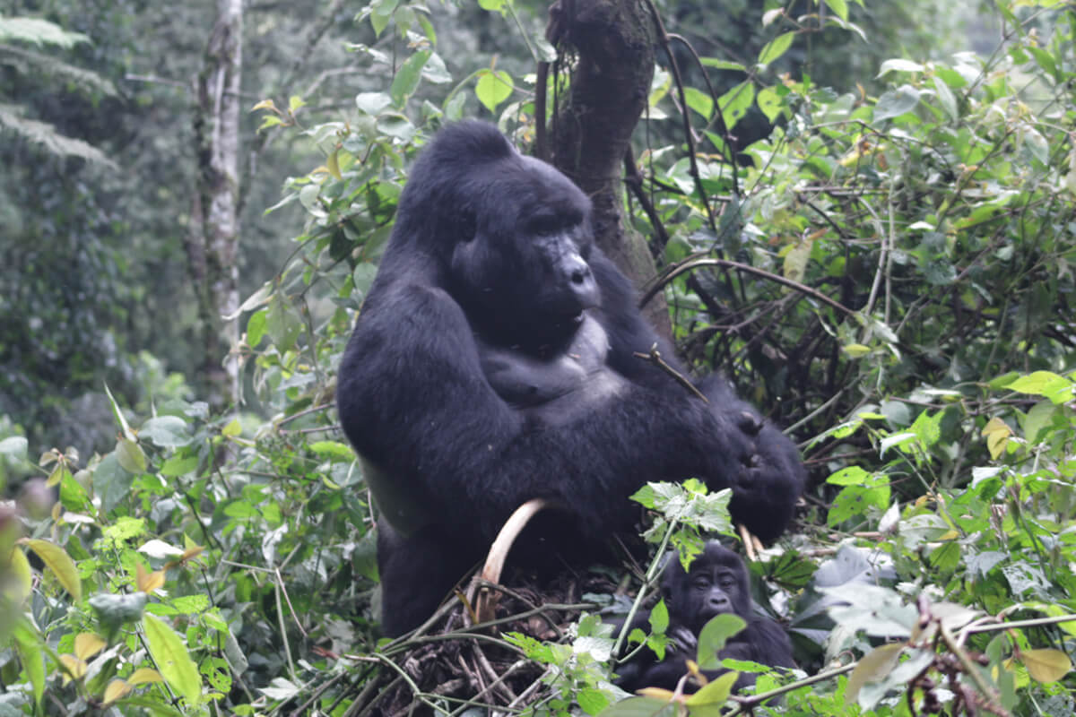 gorilla in uganda safari