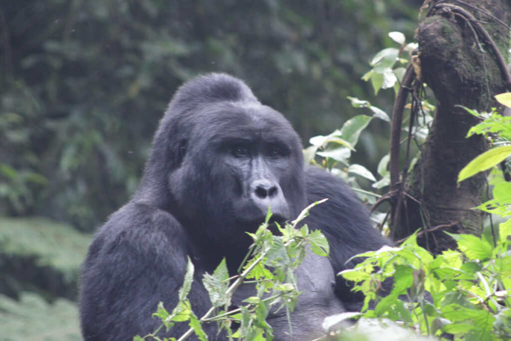 What is Gorilla Trekking