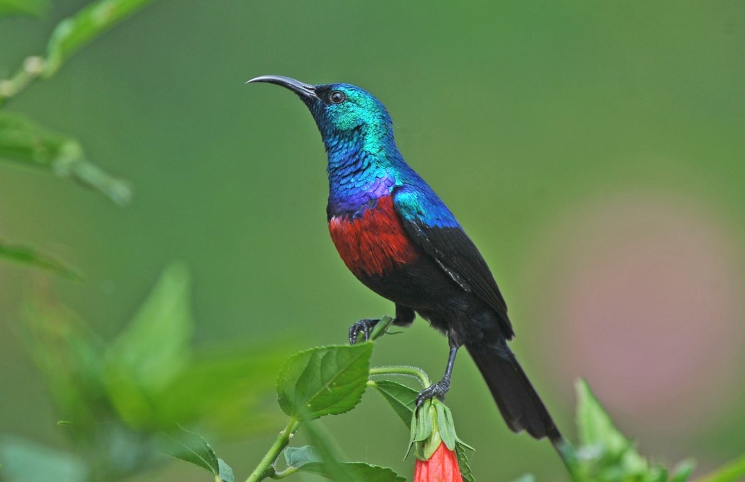 colorful birds in Uganda
