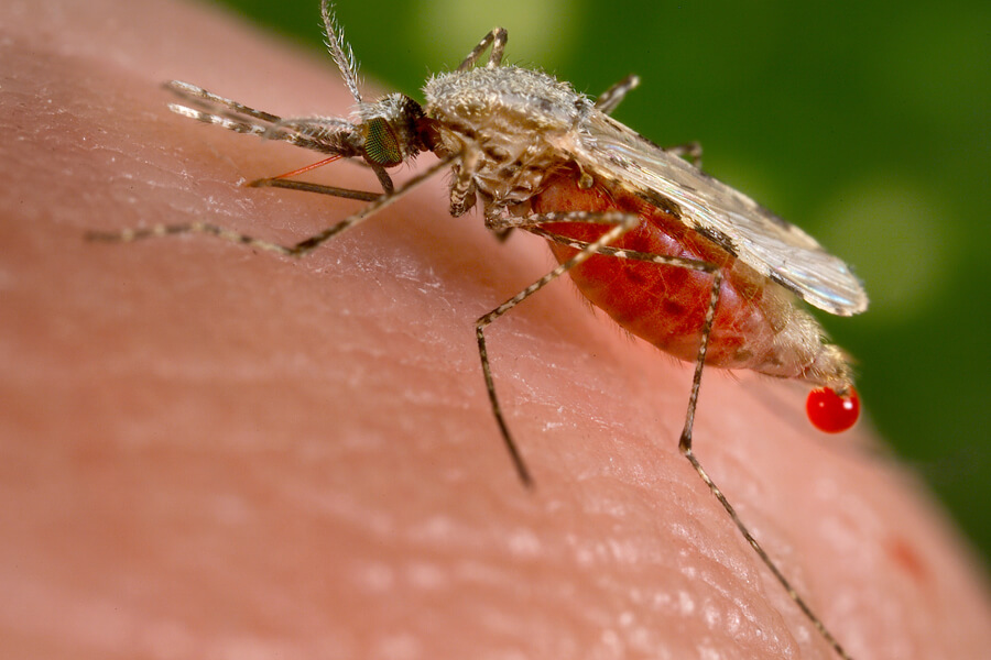 malaria mosquito