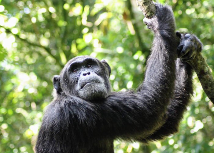 Chimpanzee Habituation vs Standard Trekking