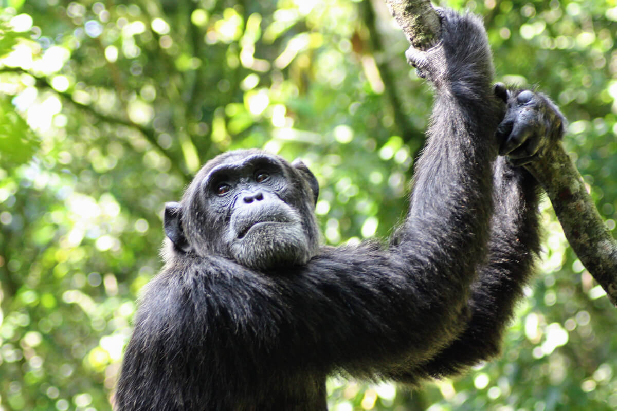 chimpanzee in kibale np