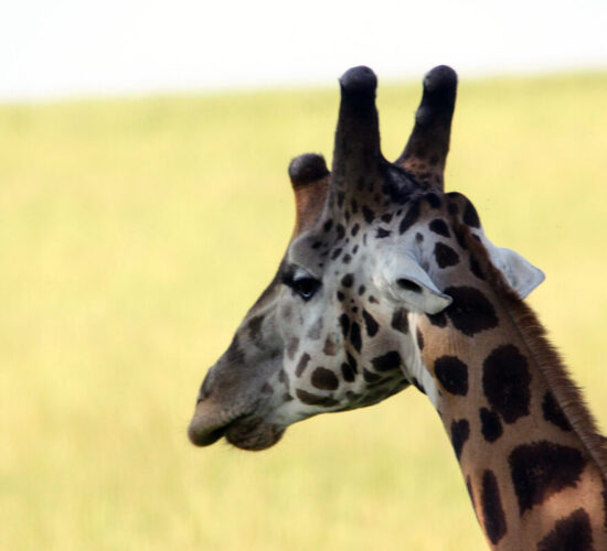 Eastern Uganda Safari