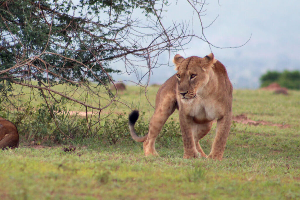 Serengeti Calving Season