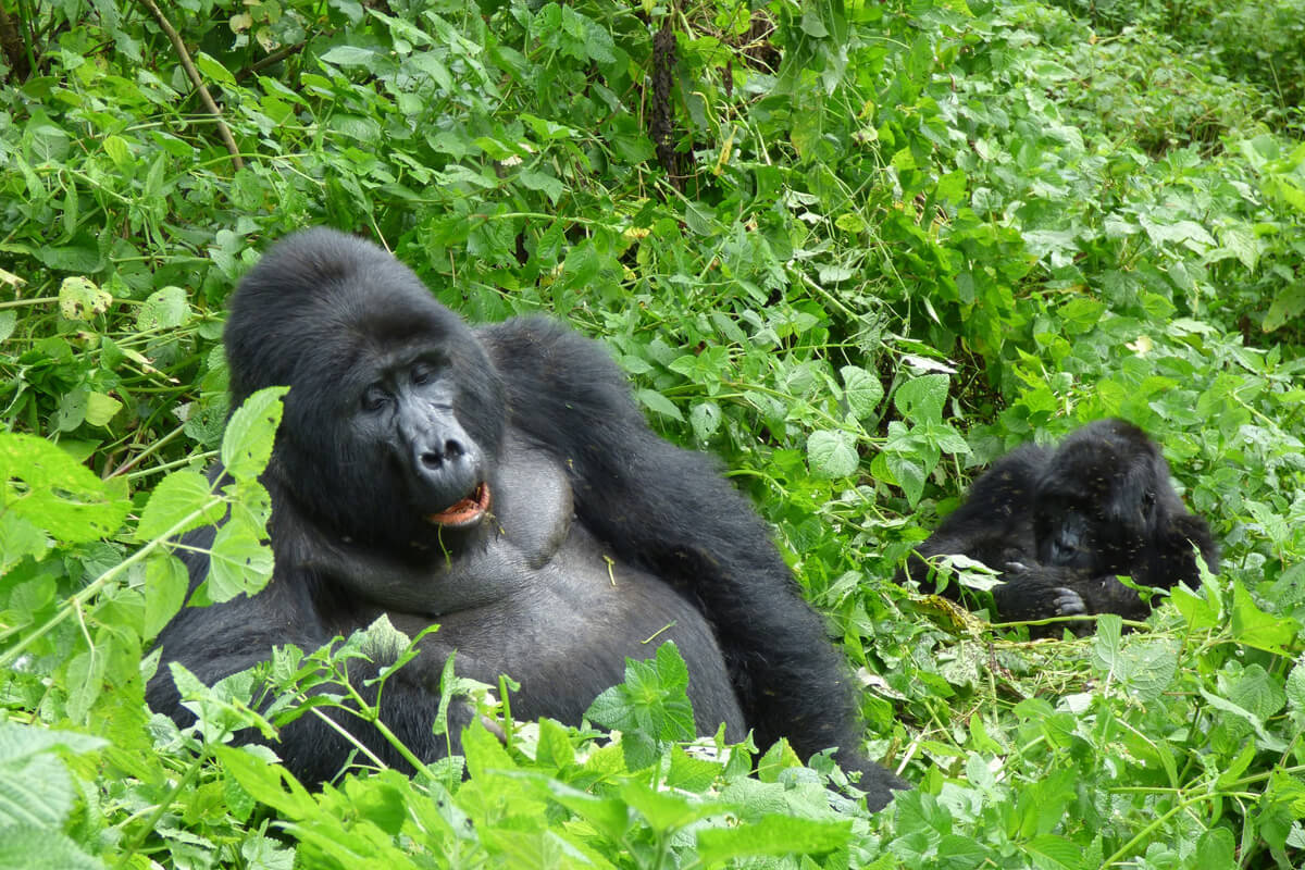 mountain gorilla tracking in bwindi