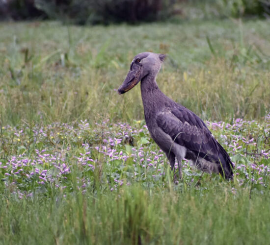 shoebill
