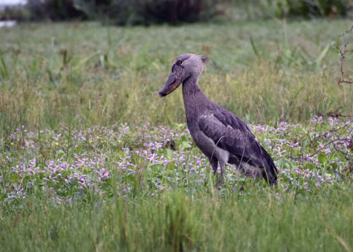 shoebill