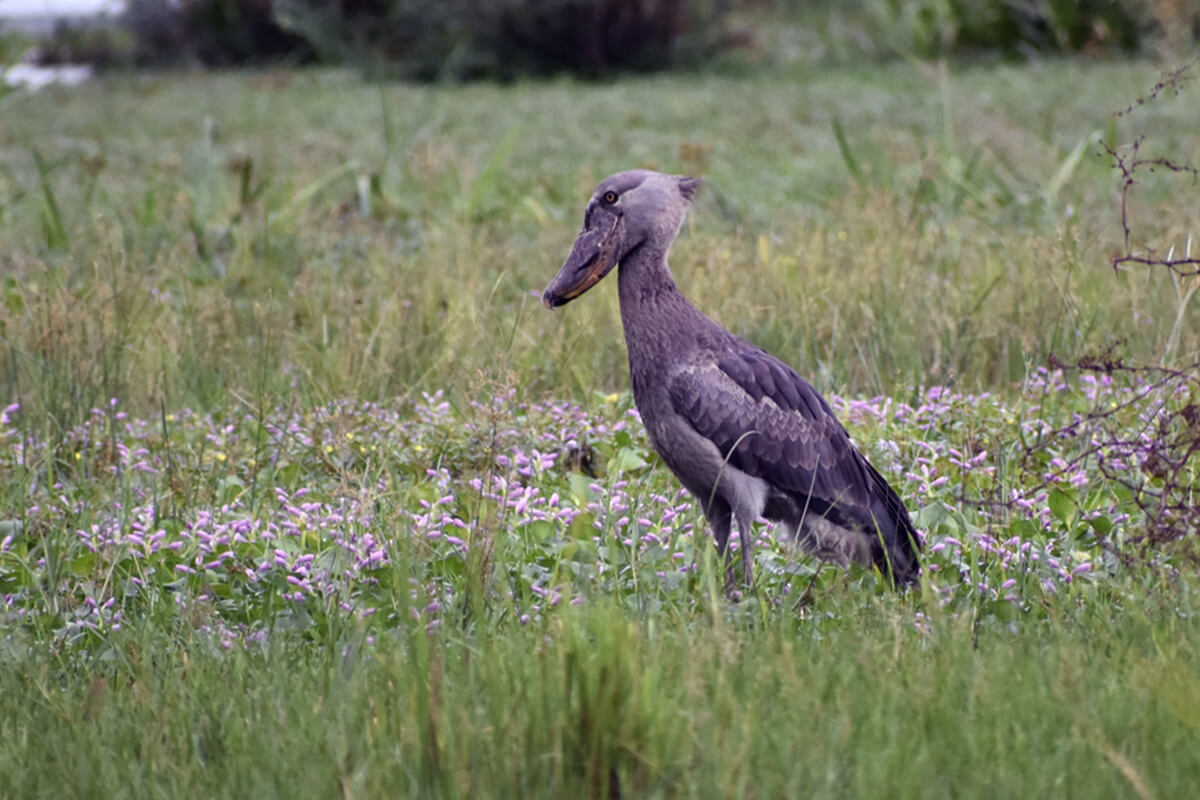 shoebill