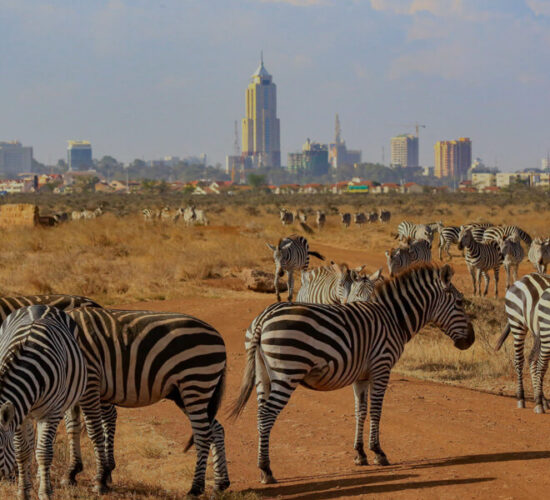 nairobi np city