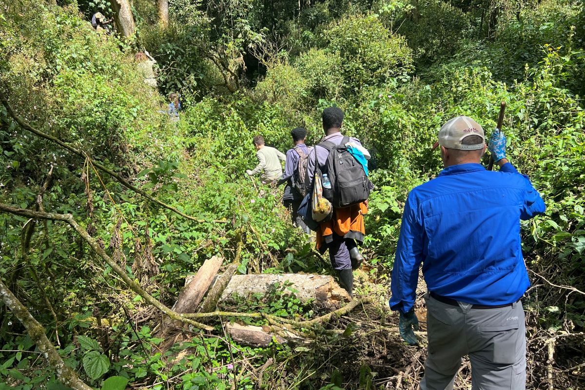 hiking to the gorillas